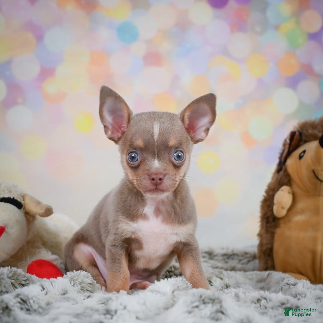 Chihuahua dogs for sale: Tobis - Image 4