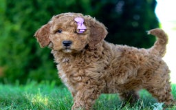 Goldendoodle dogs for sale: Sugar - Image 1