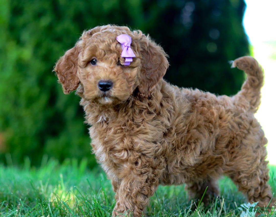 Goldendoodle dogs for sale: Sugar - Image 1