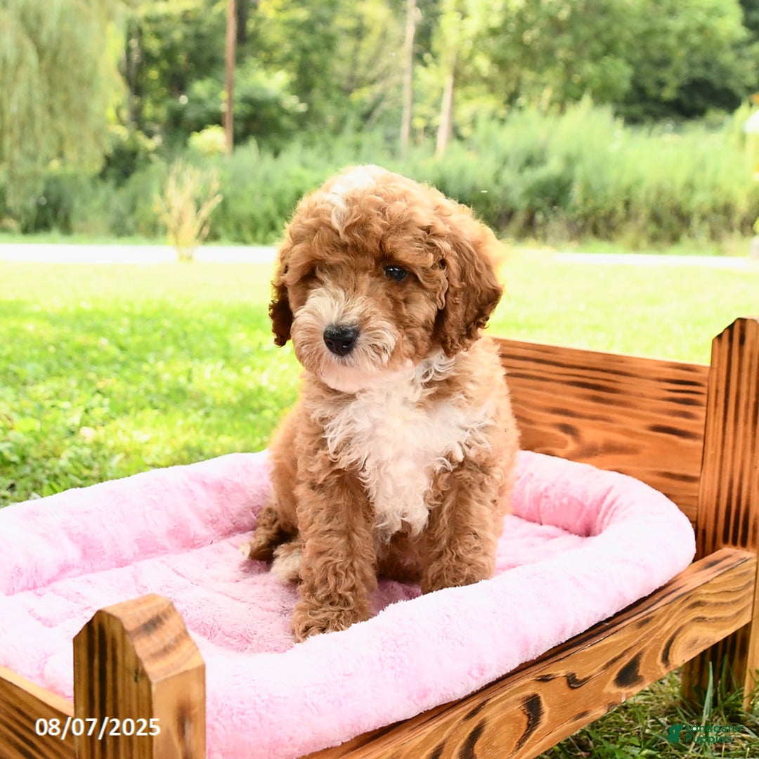 Miniature Poodle dogs for sale: Ace - Image 2