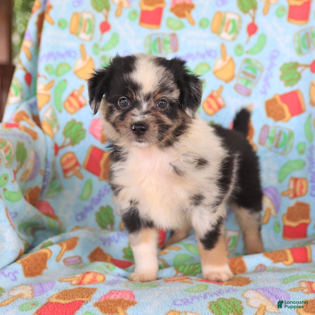  dogs for sale: Toy Australian Shepherd 3 puppies - Image 9
