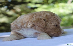 Standard Poodle dogs for sale: London Moyen - Image 2