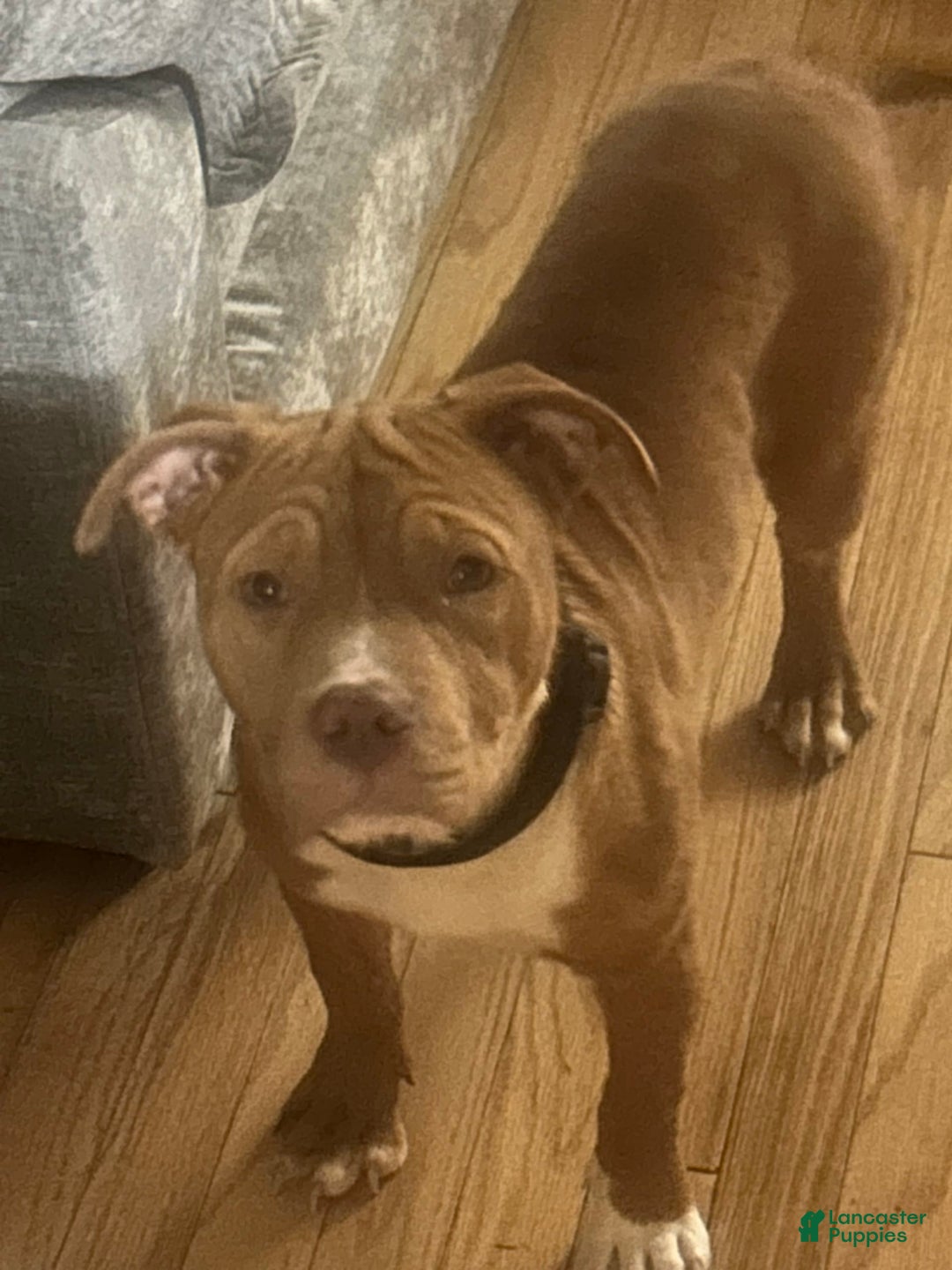 American Pit Bull Terrier dogs for sale: Pup 3 - Image 1