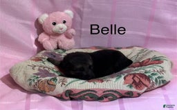 German Shepherd dogs for sale: Belle - Image 3