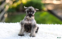 Miniature Schnauzer dogs for sale: Bella - Image 4