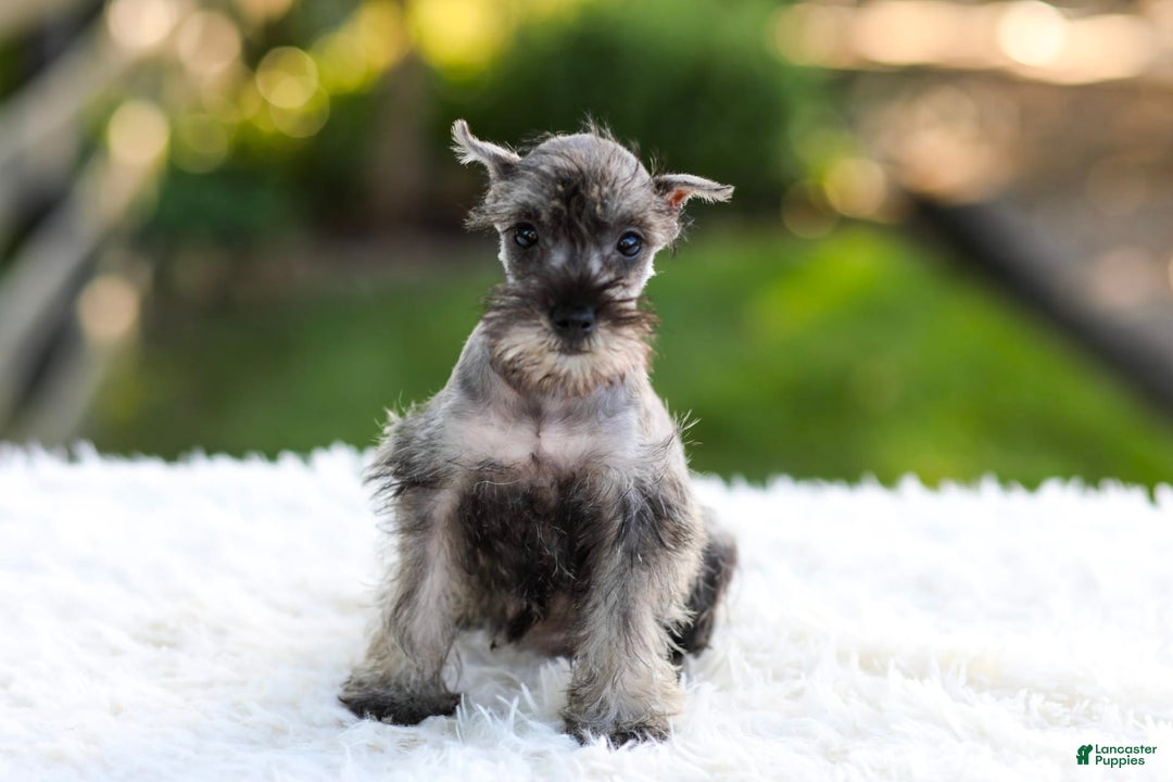 Miniature Schnauzer dogs for sale: Bella - Image 4