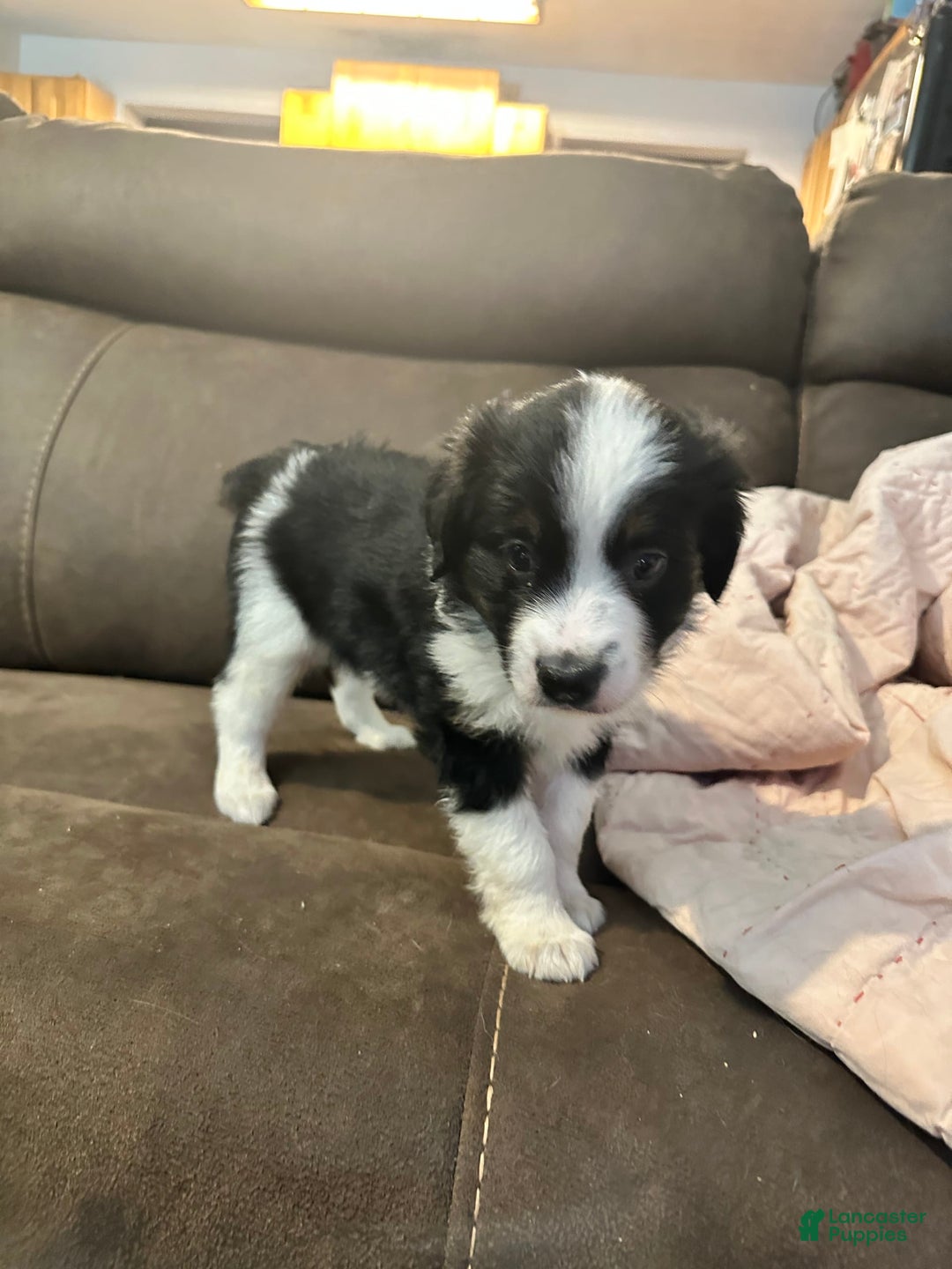 Miniature Australian Shepherd dogs for sale: Black Tri Male 3 - Image 3