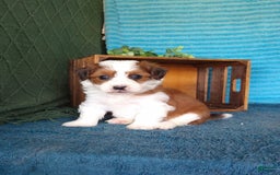 Havanese dogs for sale: Stella - Image 7