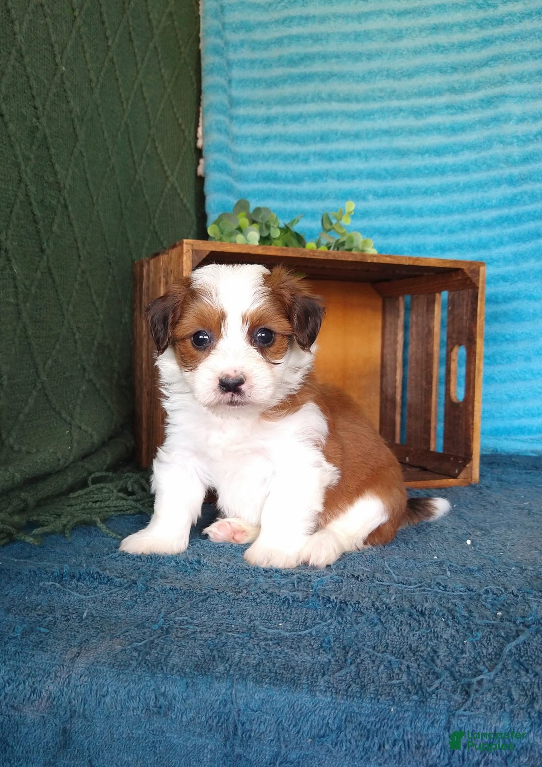 Havanese dogs for sale: Stella - Image 7