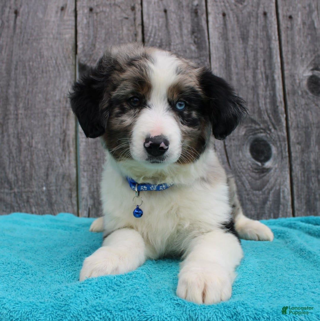 Miniature Australian Shepherd dogs for sale: Marshall - Image 8
