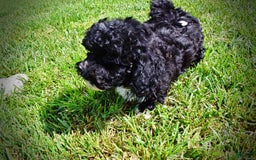 Havapoo dogs for sale: Echo - Image 17