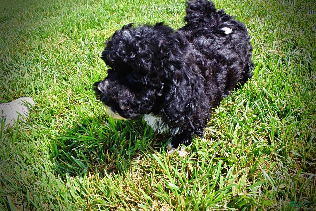 Havapoo dogs for sale: Echo - Image 17