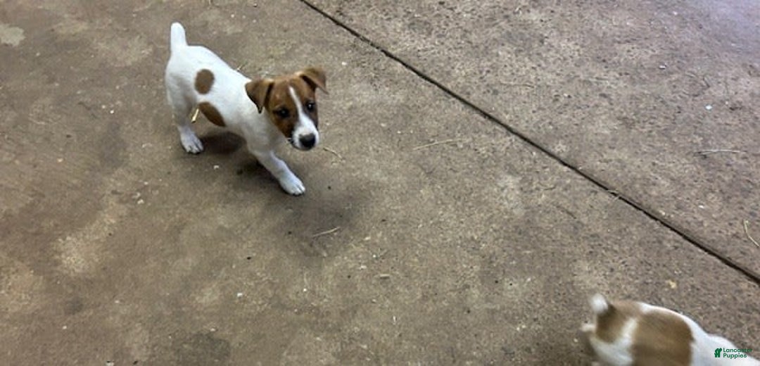 Jack Russell Terrier dogs for sale: jackie - Image 1