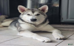 Alaskan Malamute dogs for sale: Nita - Image 1