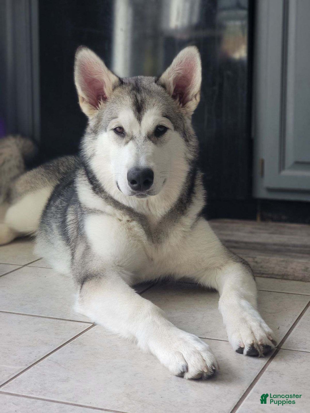 Alaskan Malamute dogs for sale: Nita - Image 1