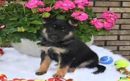 German Shepherd dogs for sale: Hope - Image 1