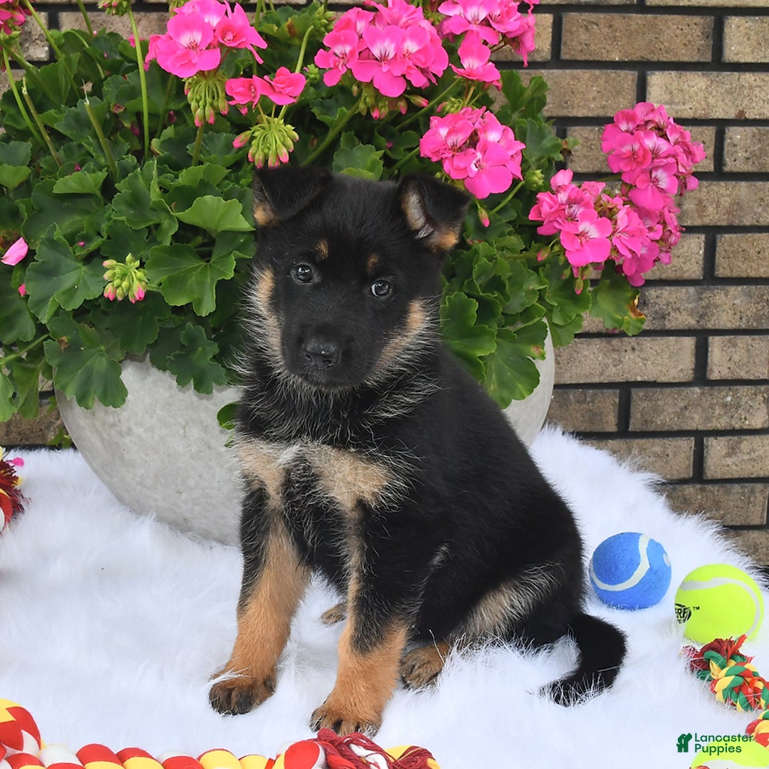 German Shepherd dogs for sale: Hope - Image 1