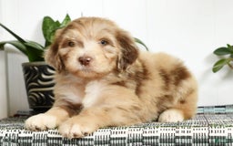 Aussiedoodle dogs for sale: Travis - Image 6