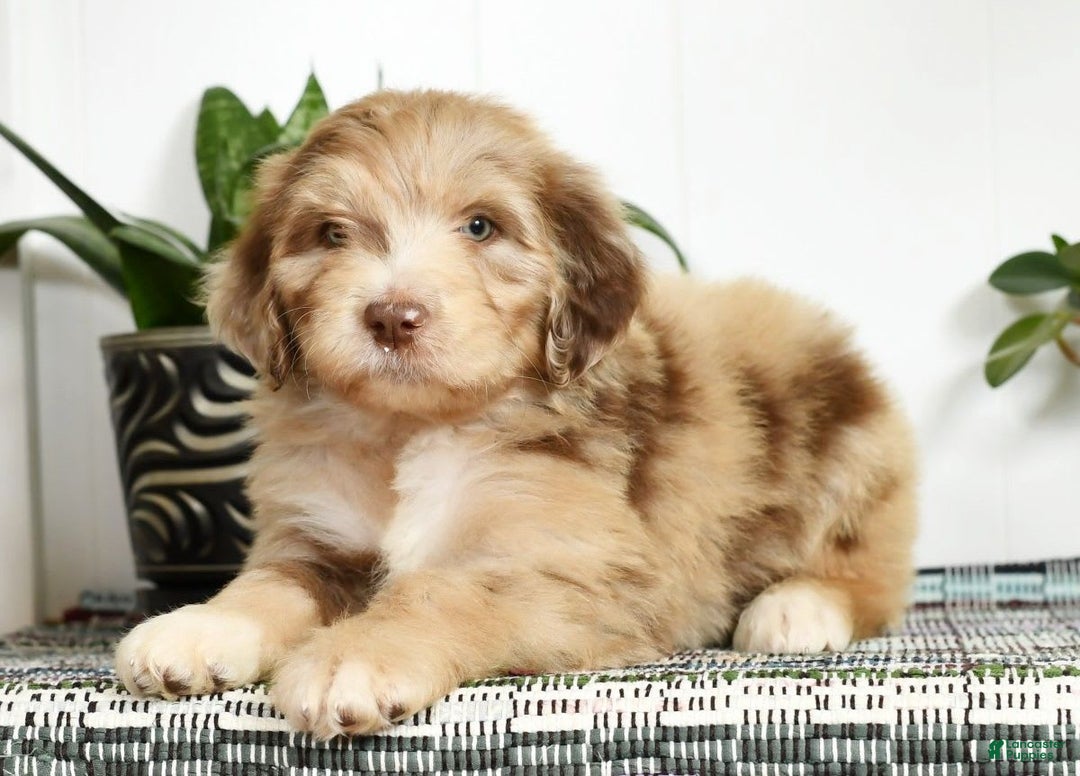 Aussiedoodle dogs for sale: Travis - Image 6