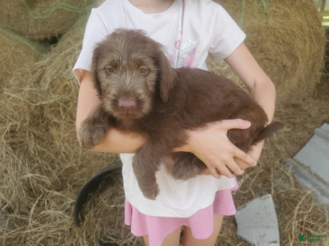 Labradoodle dogs for sale: Cocoa - Image 1
