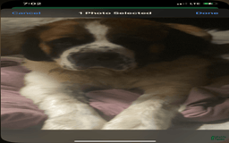 Great Dane dogs for sale: Angel - Image 2