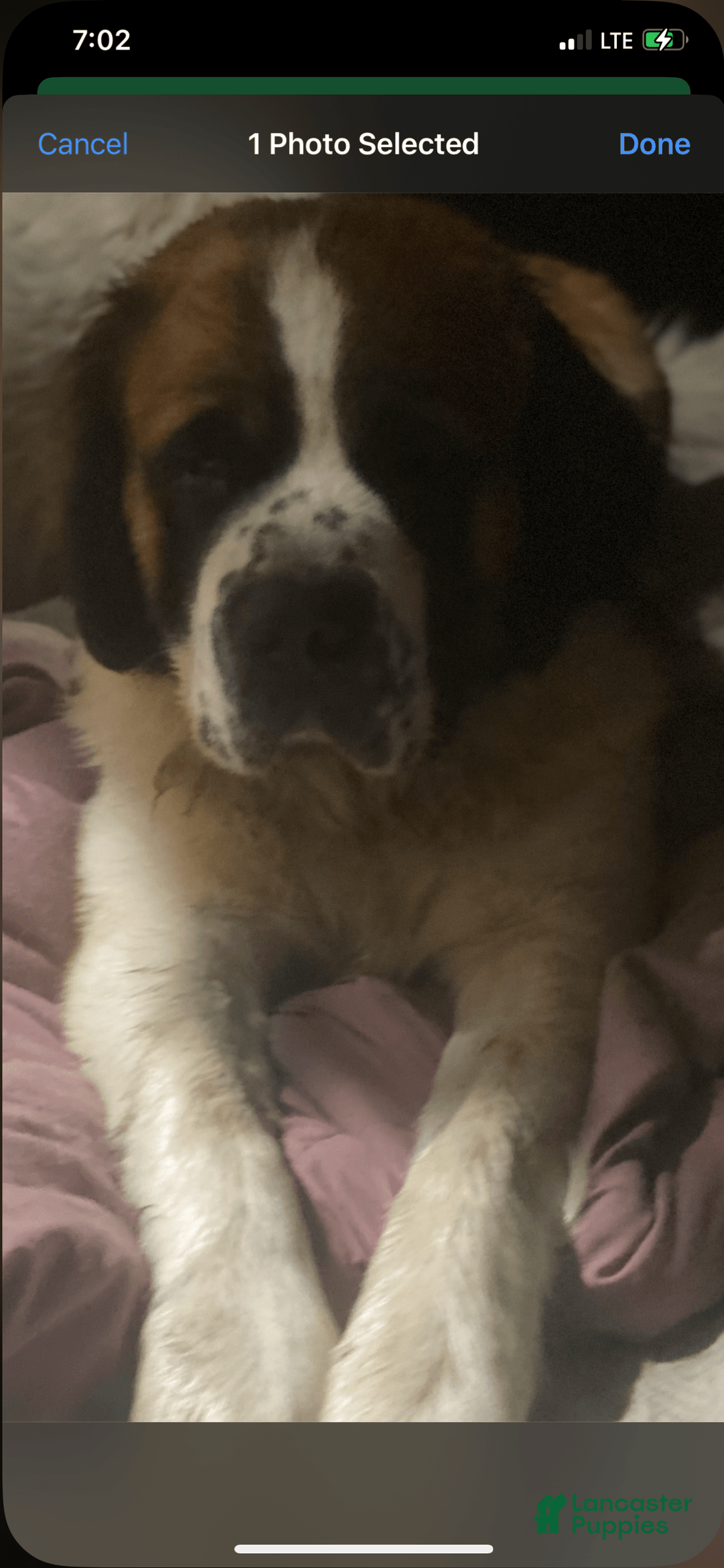 Great Dane dogs for sale: Angel - Image 2