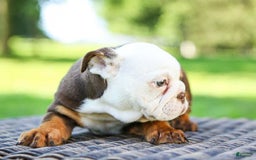 English Bulldog dogs for sale: Bridget - Image 10