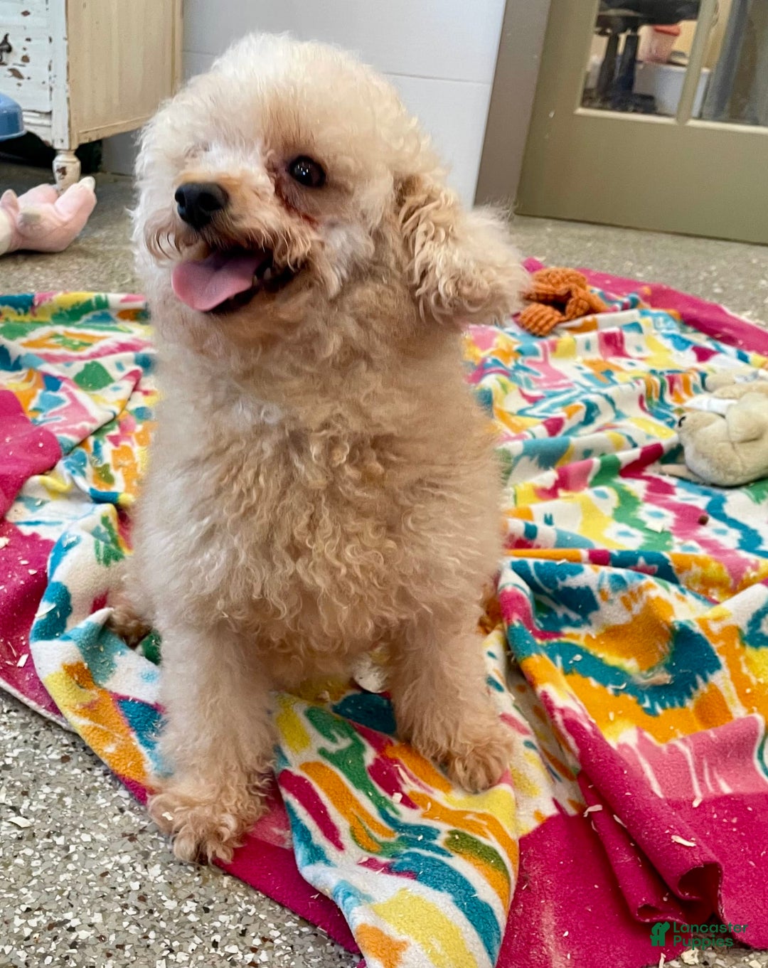 Doxiepoo dogs for sale: Davy - Image 8