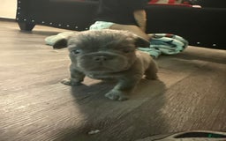 French Bulldog dogs for sale: Keke - Image 2
