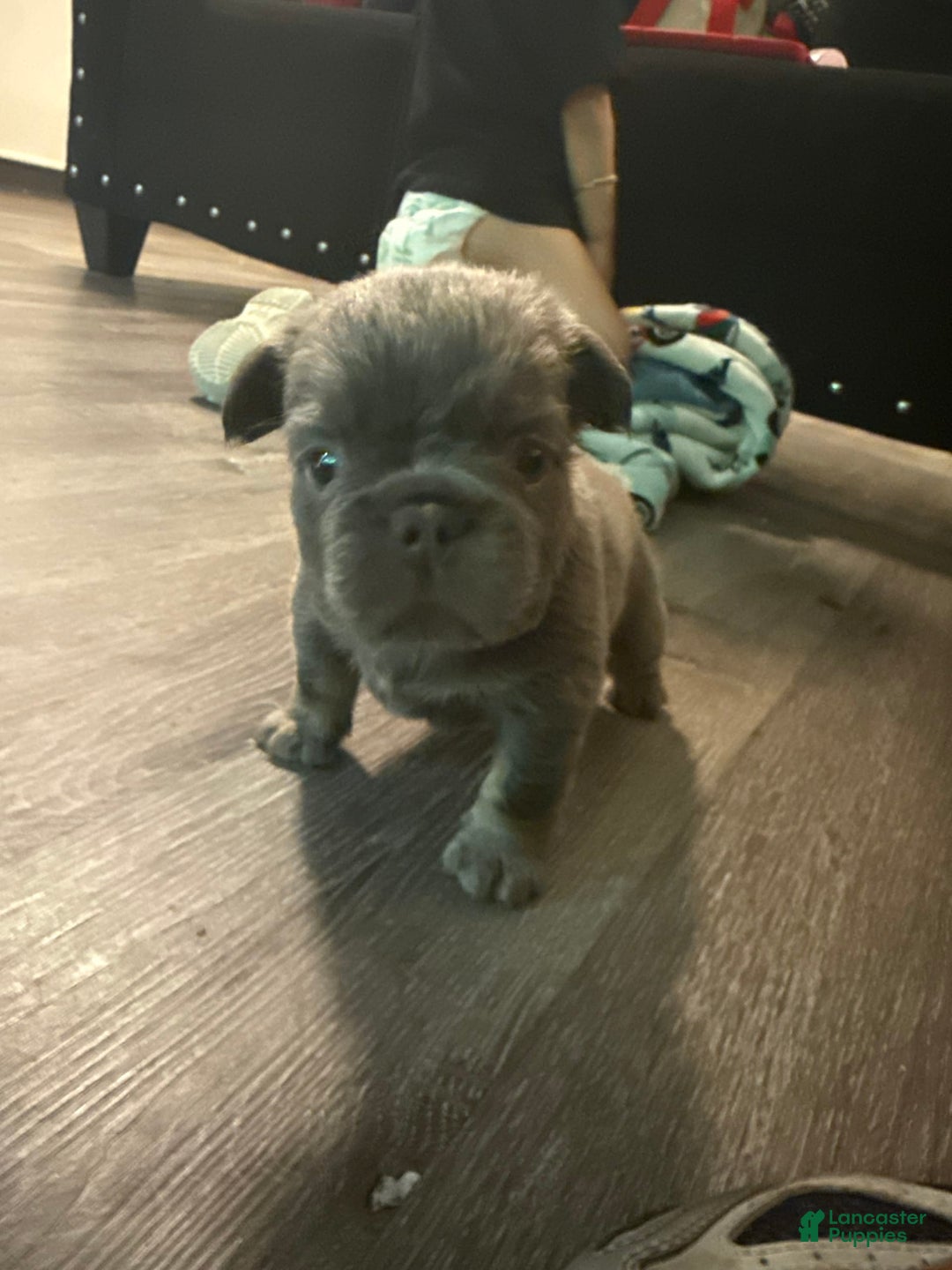 French Bulldog dogs for sale: Keke - Image 2
