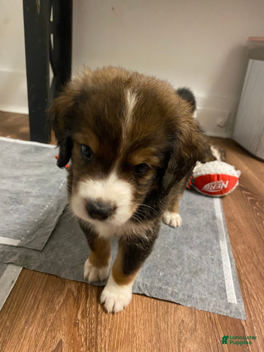 Bernedoodle dogs for sale: Boulder - Image 4