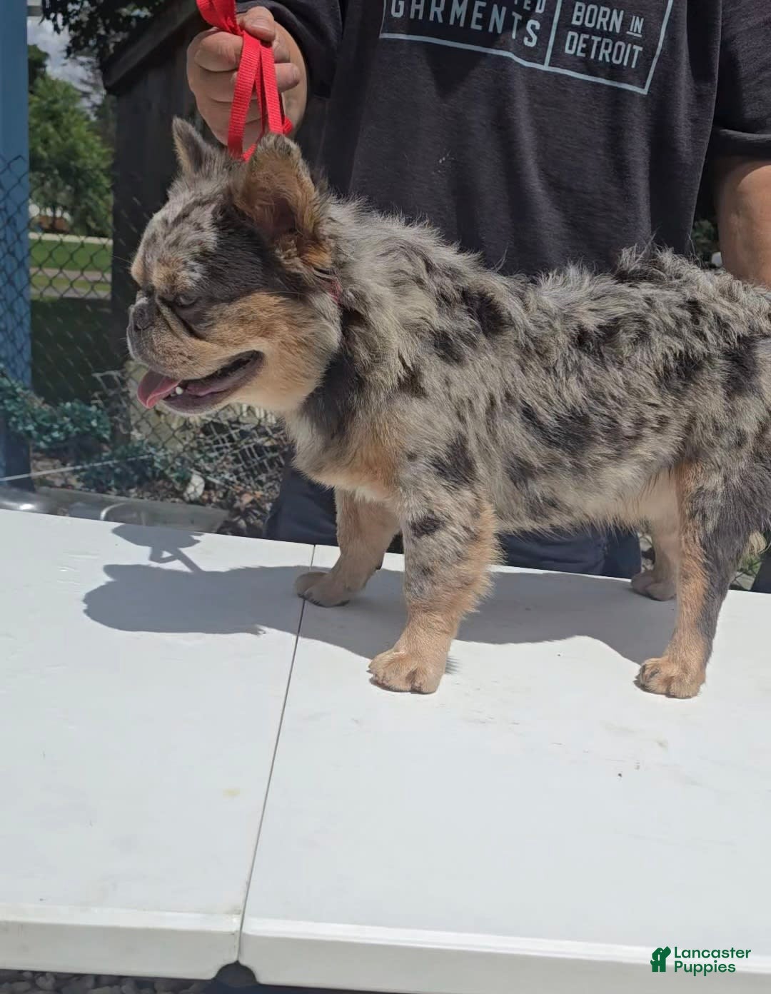 French Bulldog dogs for sale: Sonic - Image 13