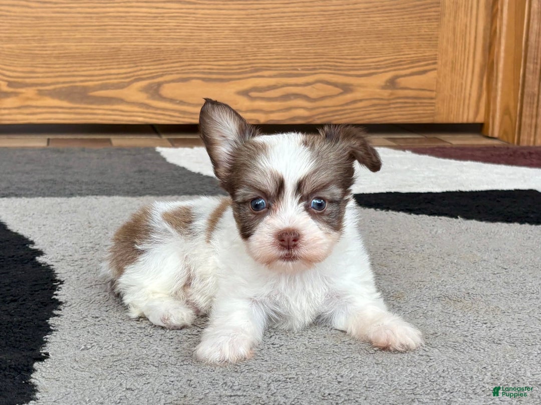 Coton De Tulear dogs for sale: Rita - Image 12