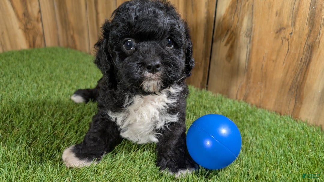 Cavapoo dogs for sale: Kaylee Boy - Image 1