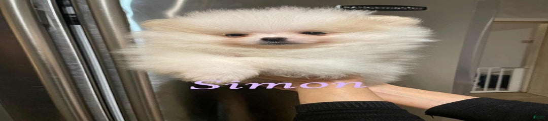 Simon