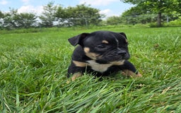 Olde English Bulldogge dogs for sale: George - Image 23