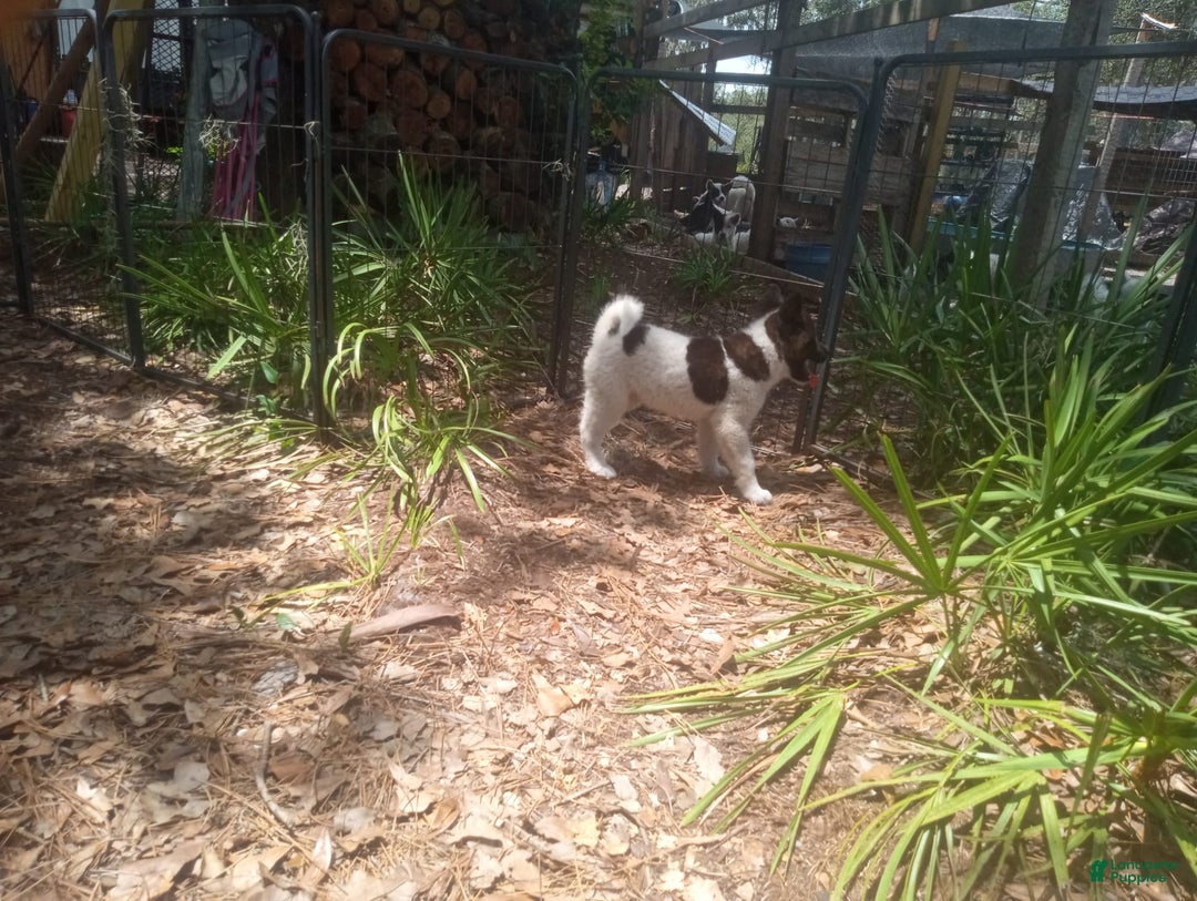 categoriesInfo:categoryAttributeOptions.pets.dogs.breed.akita dogs for sale: Pocahontas - Image 1