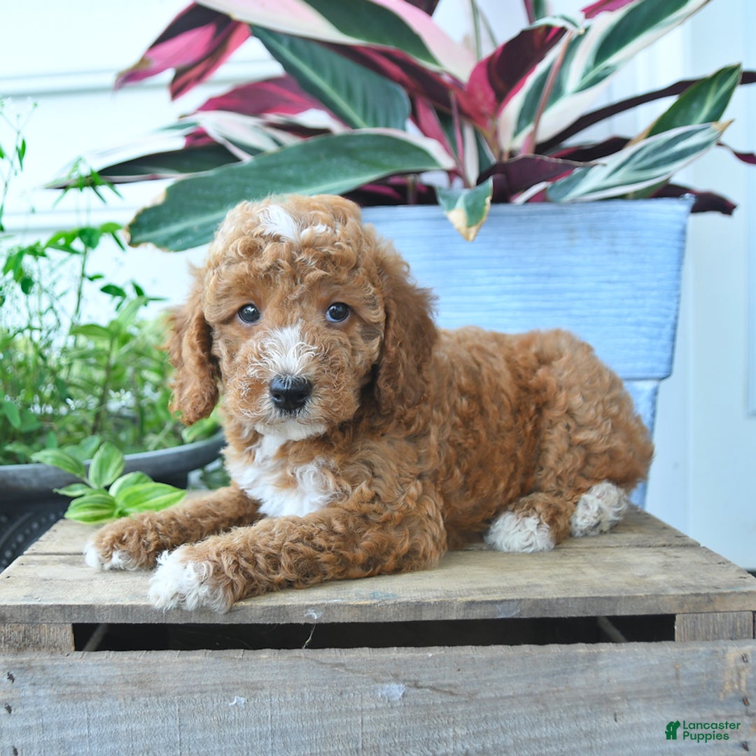 Mini Goldendoodle dogs for sale: Victor - Image 3