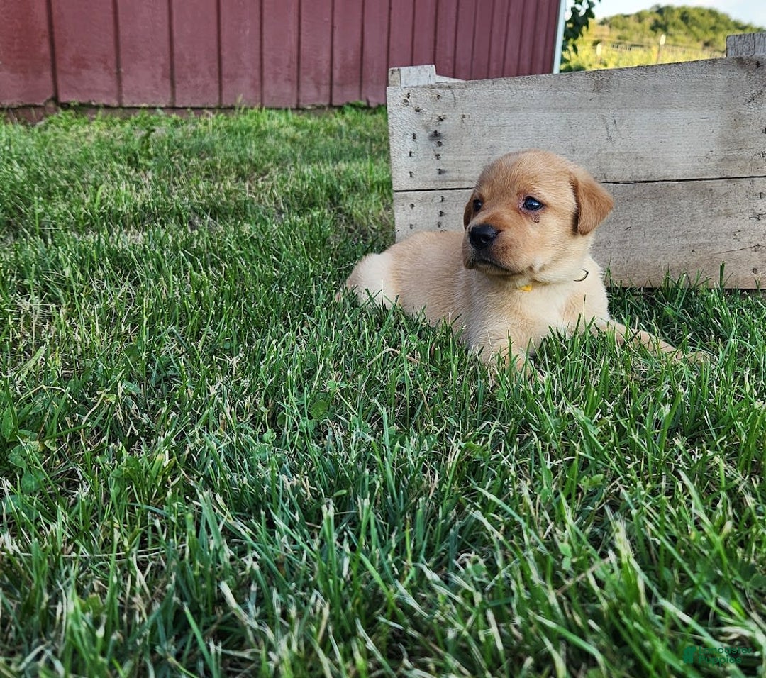 Labrador Retriever dogs for sale: Daisy - Image 3