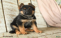 German Shepherd dogs for sale: Whisper - Image 4
