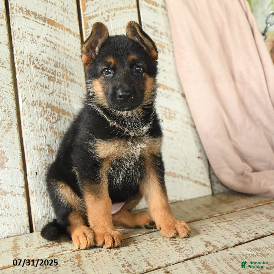 German Shepherd dogs for sale: Whisper - Image 4