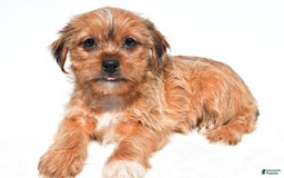 Shorkie dogs for sale: Wendy - Image 2