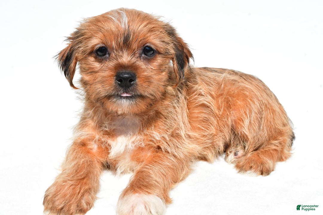 Shorkie dogs for sale: Wendy - Image 2