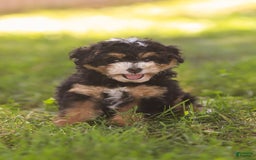Mini Bernedoodle dogs for sale: Macy - Image 2