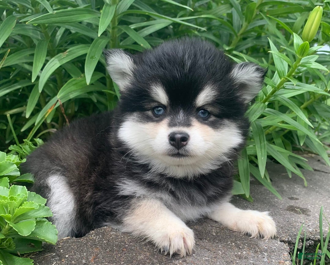 Alaskan Klee Kai dogs for sale: Kai  Toy Boy - Image 8