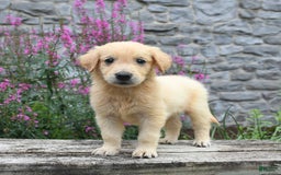 Golden Retriever dogs for sale: Lily - Image 5