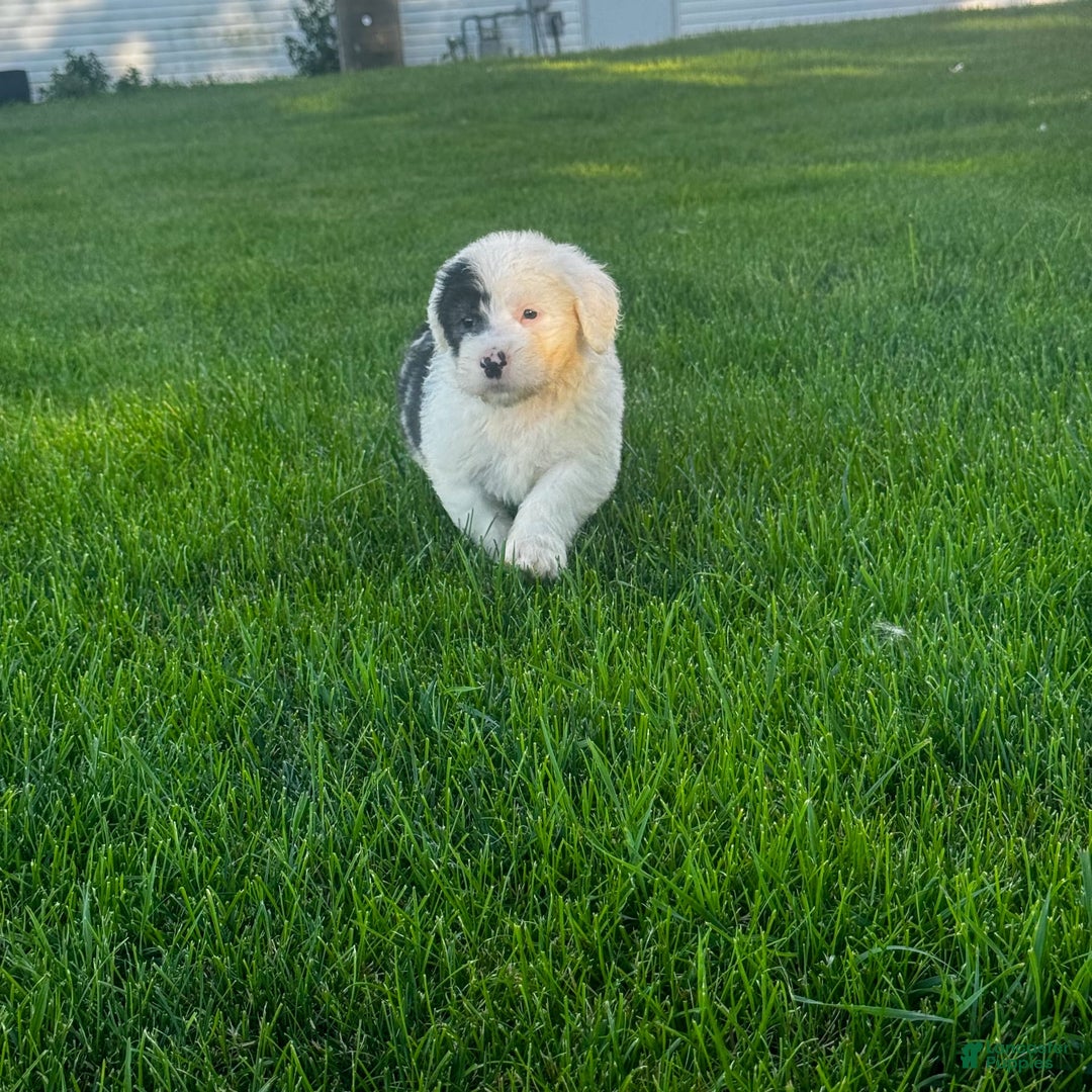 Old English Sheepdog dogs for sale: Violet - Image 10