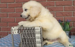 Golden Retriever dogs for sale: Les - Image 2
