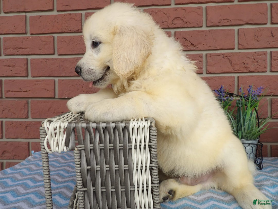 Golden Retriever dogs for sale: Les - Image 2
