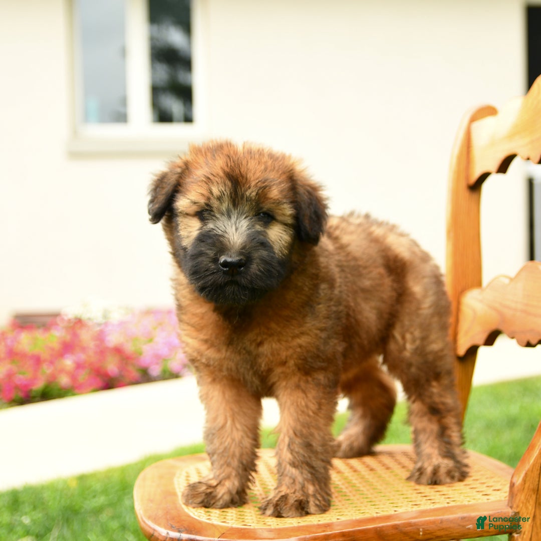Soft Coated Wheaten Terrier dogs for sale: Demmie - Image 3